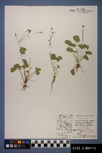 Ranunculus cymbalaria image